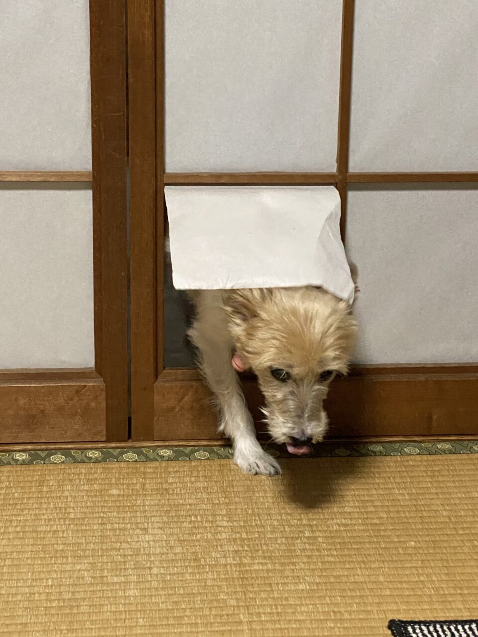 IMG_2019.jpeg